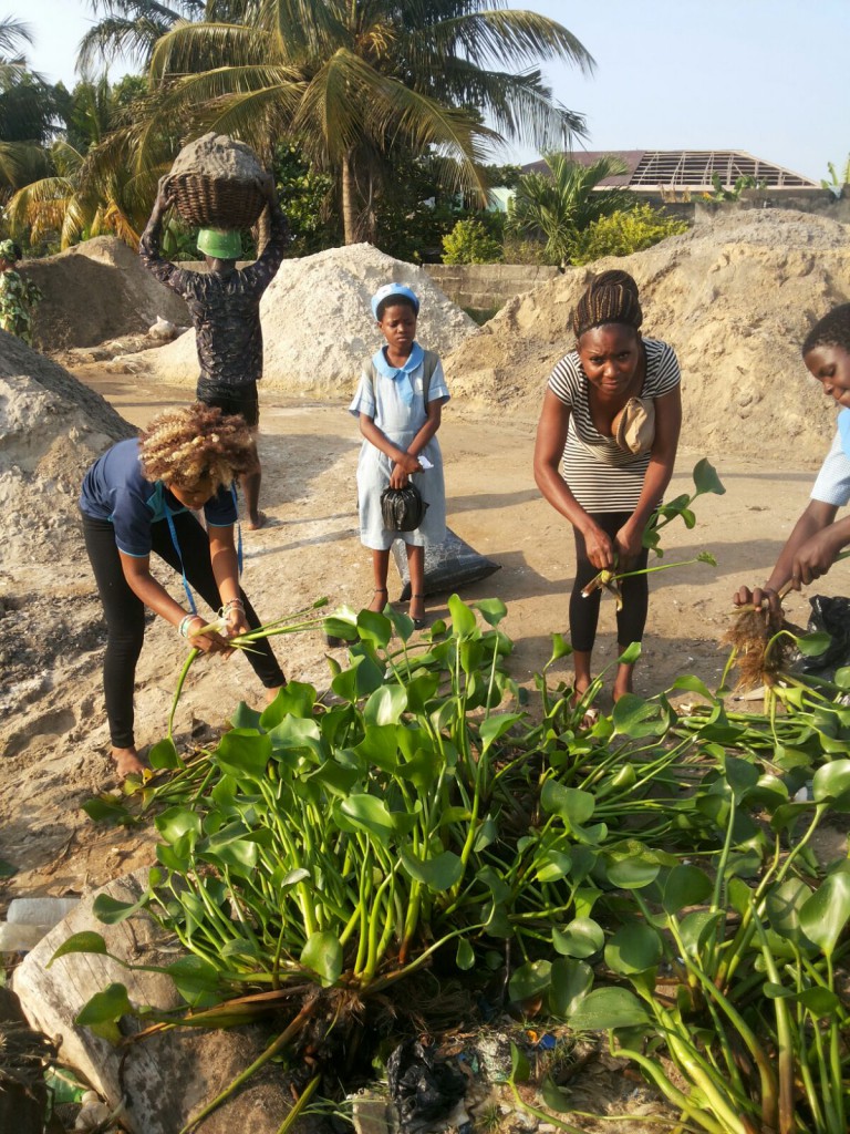 MitiMeth Water Hyacinth